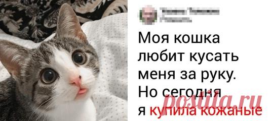 18 нахальных мордочек, которые успешно прячут свою настоящую личину под ангельской наружностью: