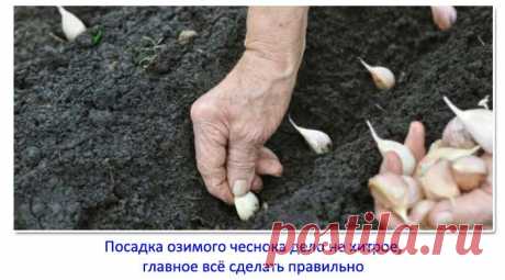 3 ингредиента, которые нужно добавить в лунку при посадке озимого чеснока – через год соберёте небывалый урожай | Семья из Сызрани | Яндекс Дзен