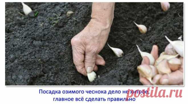 3 ингредиента, которые нужно добавить в лунку при посадке озимого чеснока – через год соберёте небывалый урожай | Семья из Сызрани | Яндекс Дзен