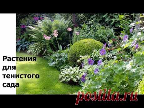 Растения для тенистого сада. Что посадить в тени деревьев