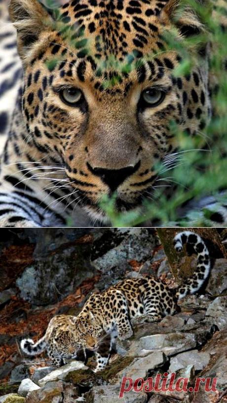 Земля леопарда | На краю земли