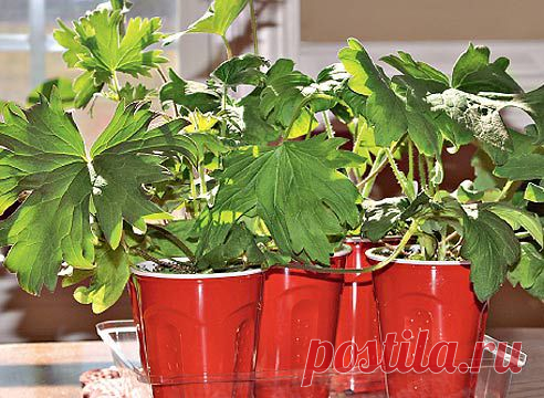 Выращивание дельфиниума из семян на Supersadovnik.ru