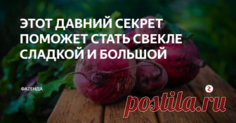 ЭТОТ ДАВНИЙ СЕКРЕТ ПОМОЖЕТ СТАТЬ СВЕКЛЕ СЛАДКОЙ И БОЛЬШОЙ Этим способом пользовалась еще моя пробабушка, которая была очень опытной дачницей всегда. Борщ и салаты из ее свеклы получилась просто изумительными.