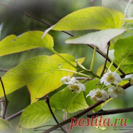 Dmitry Paponov (BeeApiaries) – Google+