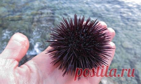 Морские ежи видят своими ногами Если морской еж чувствует угрозу, он выпускает шипы. Эта защитная реакция довольно незаметна - за исключением того факта, что, если вы посмотрите поближе,
