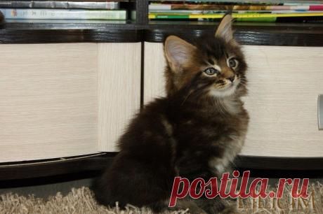 Cris Forest  1,5 месяца — Питомник Мейн-кунов &quot;Lilium&quot;