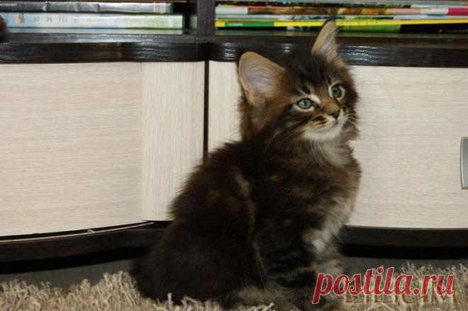 Cris Forest  1,5 месяца — Питомник Мейн-кунов "Lilium"