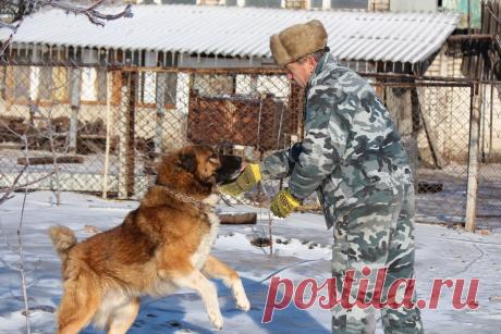 кавказцы - добрейшие существа