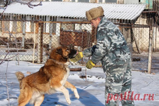 кавказцы - добрейшие существа