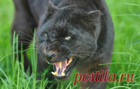Обои морда, чёрный, Леопард, пантера, оскал, leopard, угроза картинки на рабочий стол, раздел кошки - скачать