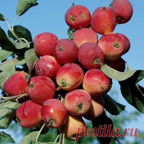 Яблоня Китайка красная - купить саженцы из питомников Мичуринска.