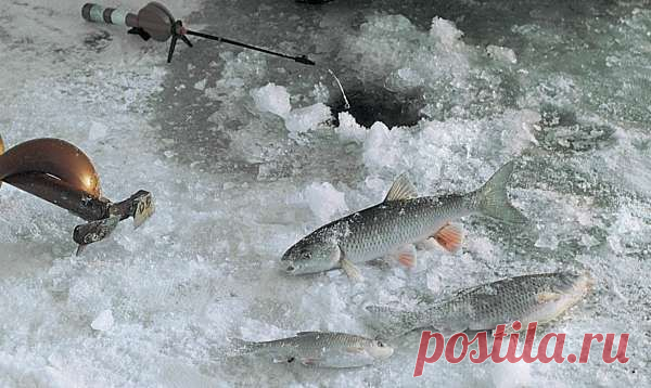 Все способы ловли голавля зимой | НА РЫБАЛКУ !!!!