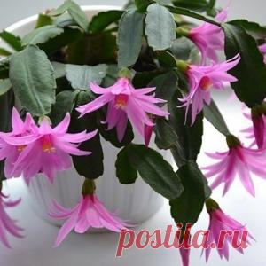 Поливайте декабрист (шлюмбергеру), ПРАВИЛЬНО. ИНСТРУКЦИЯ. - МирТесен