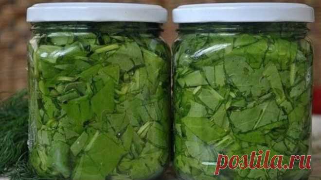 Щавель консервированный | Кулинарные рецепты