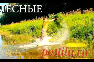 Ловушка для рыбы - КАПКАН ИЗ ТРАВЫ