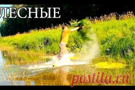 Ловушка для рыбы - КАПКАН ИЗ ТРАВЫ