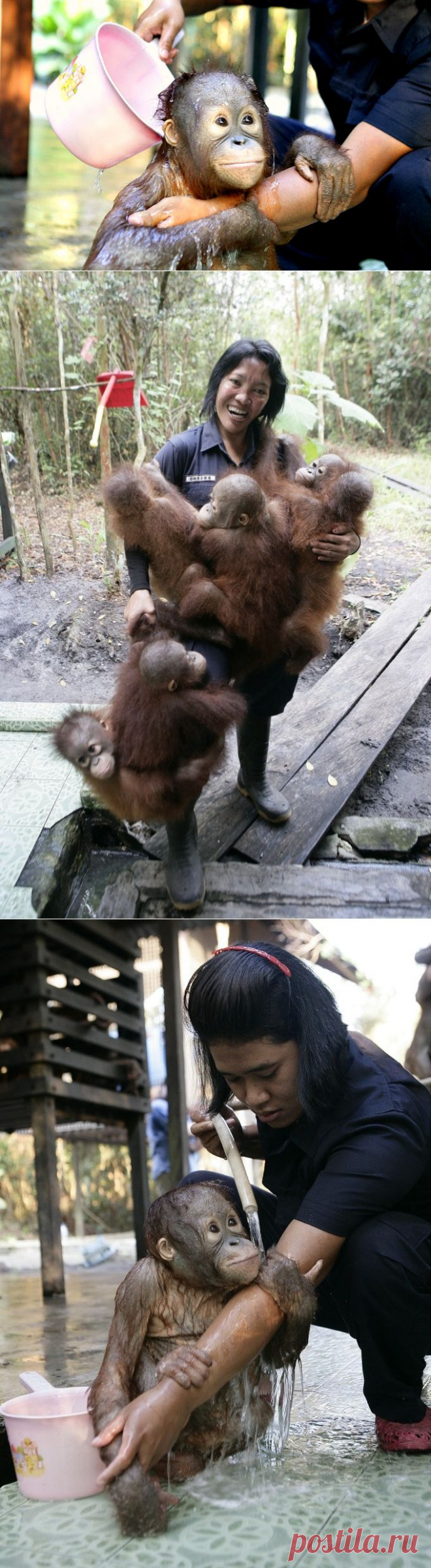 Купание маленького орангутана