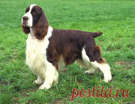 Английский спрингер спаниель | Породы собак | Животные и породы | Animal.ru