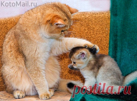 Моё солнышко