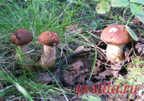 Конаковский Мох. Лето 2010