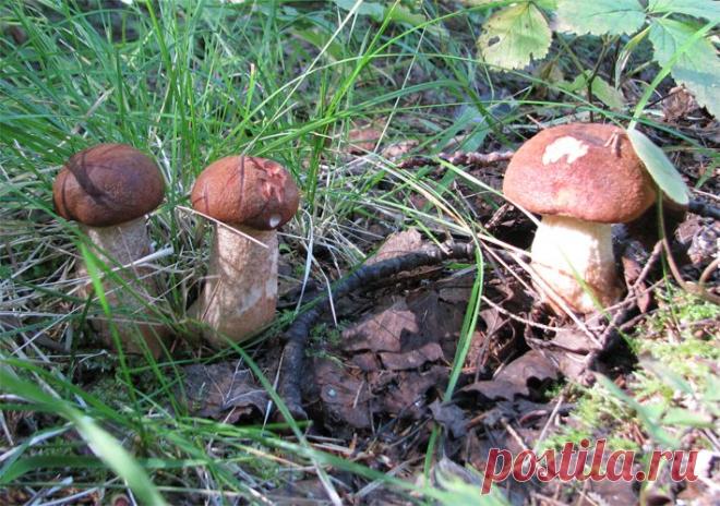 Конаковский Мох. Лето 2010