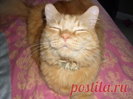 20 котиков, чрезмерно увлекшихся кошачьей мятой