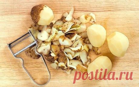 КАРТОФЕЛЬНАЯ КОЖУРА – ЛУЧШЕЕ УДОБРЕНИЕ ДЛЯ РАСТЕНИЙ

Картофельная кожура является хорошим удобрением для растений, поэтому не поленитесь за зиму ее насушить.

Картофельные очистки – это источник крахмала, калия и других минеральных веществ. Это эффективное органическое удобрение для растений и надежная защита сада и огорода от колорадского жука, слизней и проволочника.

Картофельные очистки очень любят смородина, крыжовник, малина и клубника. Благодаря им ягоды становятся ...