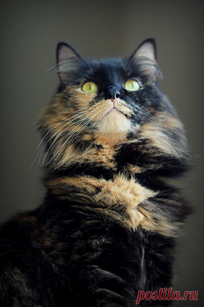 mostlycatsmostly: (via flore Y ) - Pannenkoek