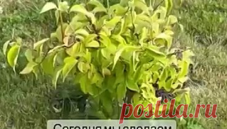 Видео Как вам такое оформление приствольного круга? | OK.RU