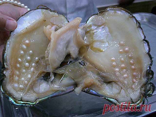 РАКОВИНА С ЖЕМЧУГОМ