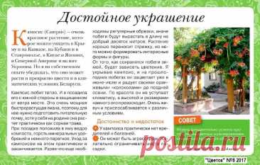 Кампсис