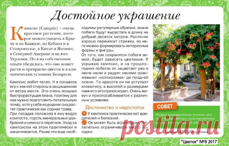 Кампсис