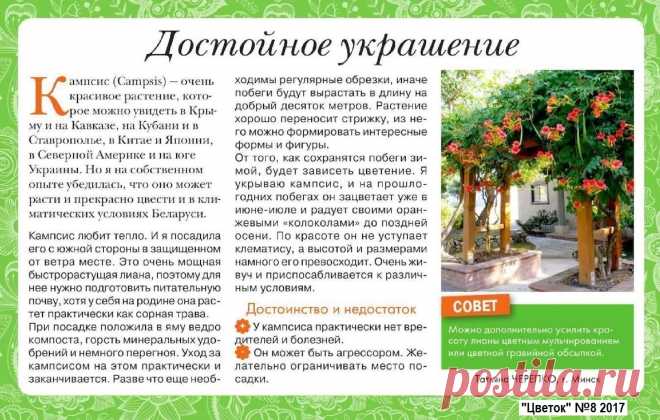 Кампсис