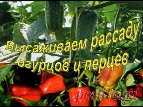 Высаживаем ОГУРЦЫ и ПЕРЦЫ в теплицу. Основные моменты - YouTube