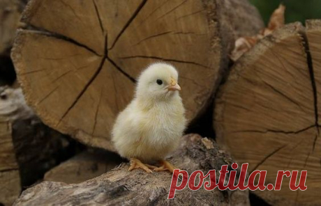 chicken