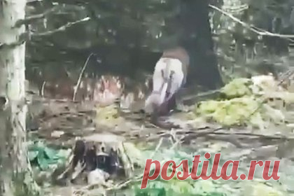 Собаку по кличке Мышка перепутали со львом и обратились в полицию