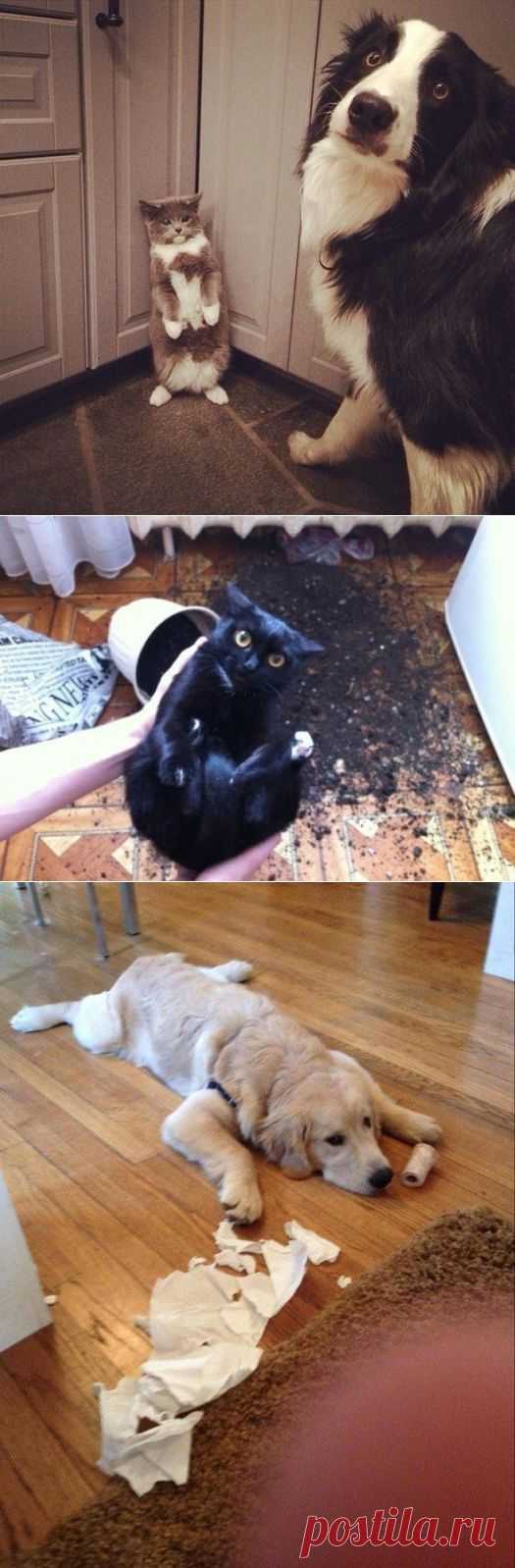 Животные, которых можно только понять и простить.