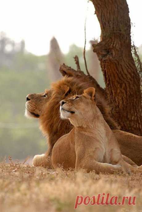 Любовь в воздухе | iLyke