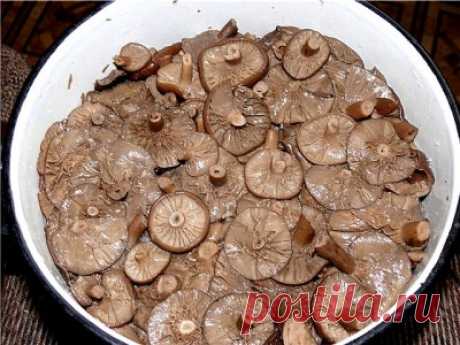 Солёные горькушки : Грибы