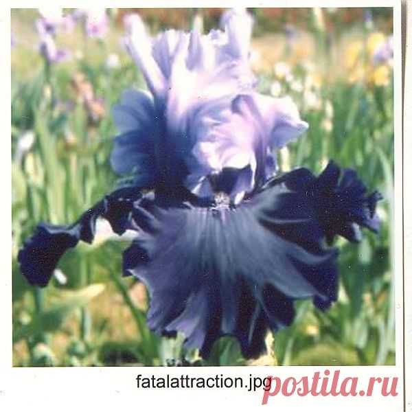 _________________4d6fedc5abe8b.jpg (608×608)
