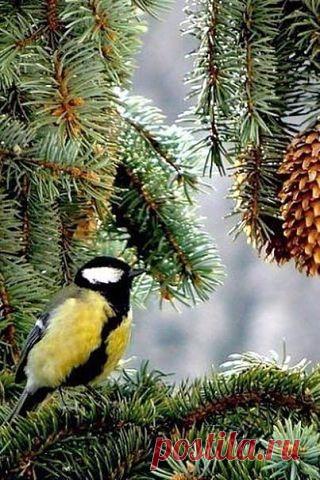 Комментарии к теме