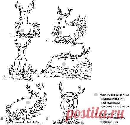 Наилучшие точки прицеливания при различных положениях зверя