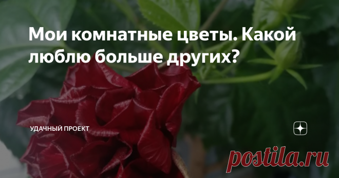 Мои комнатные цветы. Какой люблю больше других? Самые любимые цветы на сегодня ТОП-5 с фото, как ухаживаю.
