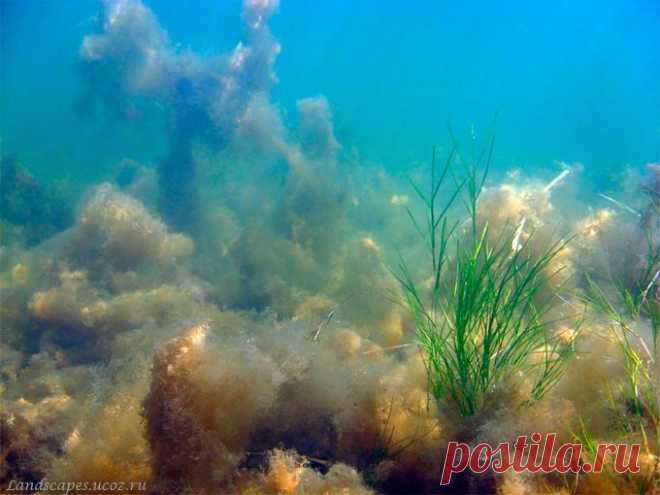 Underwater landscapes - Таманский залив 2007