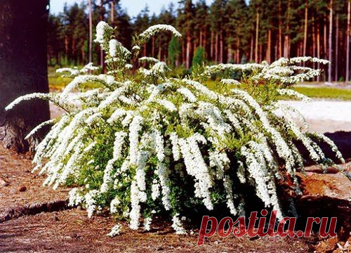 Декоративные кустарники и деревья, фото
