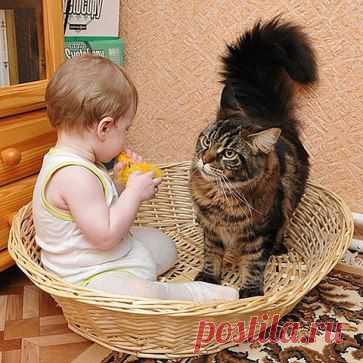 ВАМ и ВАШЕМУ РЕБЕНКУ ОБЯЗАТЕЛЬНО НУЖЕН КОТ или КОШКА!