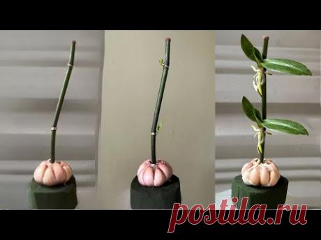 Достаточно Чеснока и сразу орхидея прорастет на ветке и будет цвести вечно