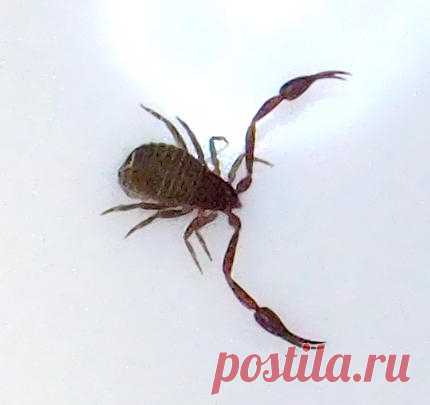 Мелкое домашнее чудовище