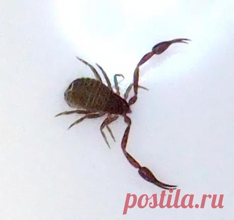 Мелкое домашнее чудовище