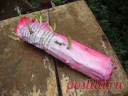 Секрет укорения черенков роз в газете

Хочу представить уникальный и в то же время простой способ размножения роз черенками. Вы наверное знаете,что многие садоводы, розоводы предпочитают размножение роз зелёными черенками и реже отводками и прививками. Но обычное черенковании и укоренение прямо в землю не даёт такого эффекта как через метод буррито. Буррито — это мексиканское блюдо, в котором начинка заворачивается в лепёшку из теста. У нас будет что-то подобное, только с ...